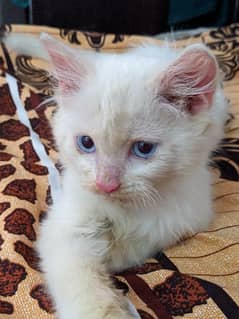 Blue Eyes Kitten