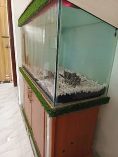 fish aquarium