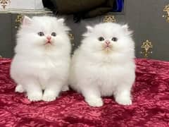 Persian Cats Available 03207679060 Whattsapp Contact me