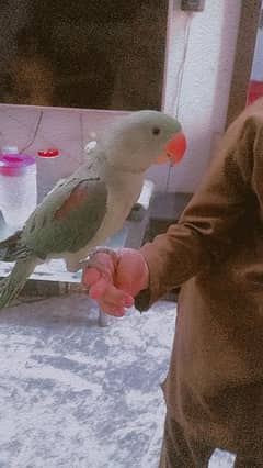 cute and talking  and tamed raw parrot 8 months green colour