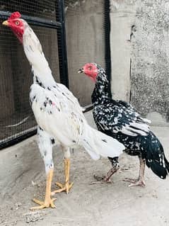 Top Quality Cheena Breeder Aseel Pair