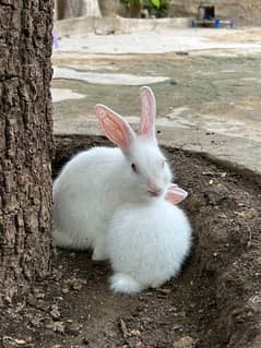 pure white with red eyes trained rabbits available