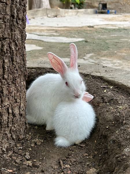 pure white with red eyes trained rabbits available 0