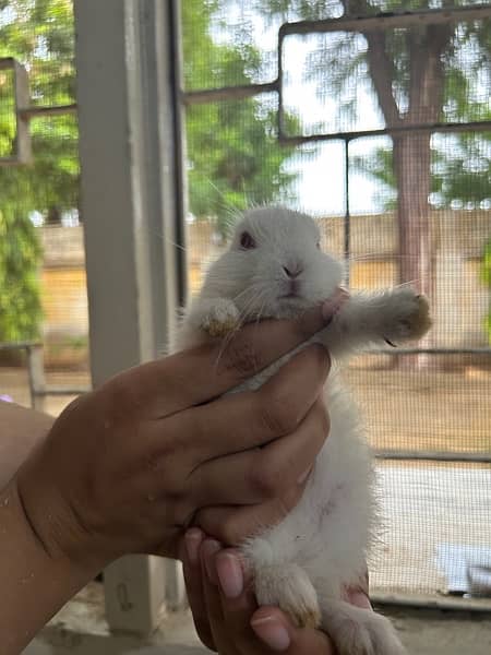 pure white with red eyes trained rabbits available 4