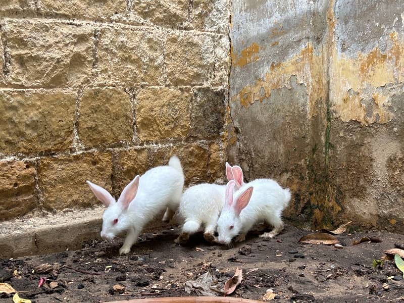 pure white with red eyes trained rabbits available 5