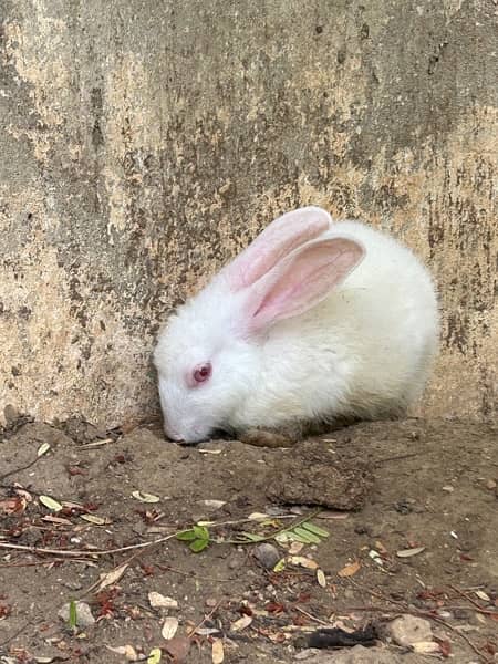 pure white with red eyes trained rabbits available 6