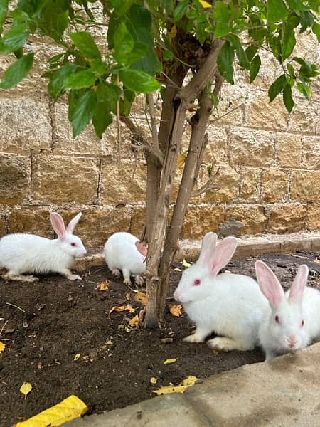 pure white with red eyes trained rabbits available 7