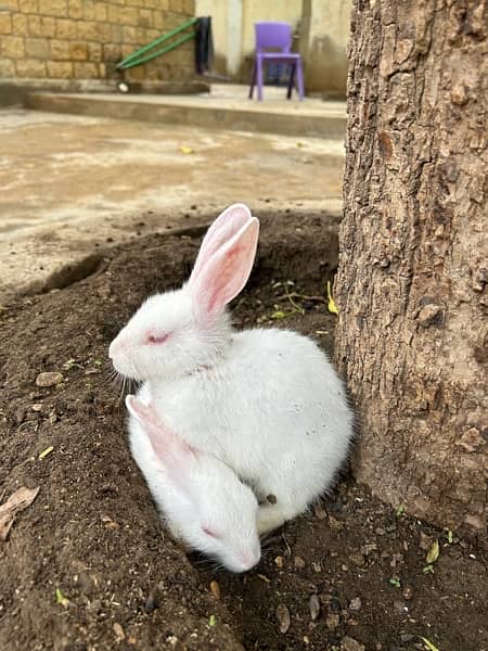 pure white with red eyes trained rabbits available 9