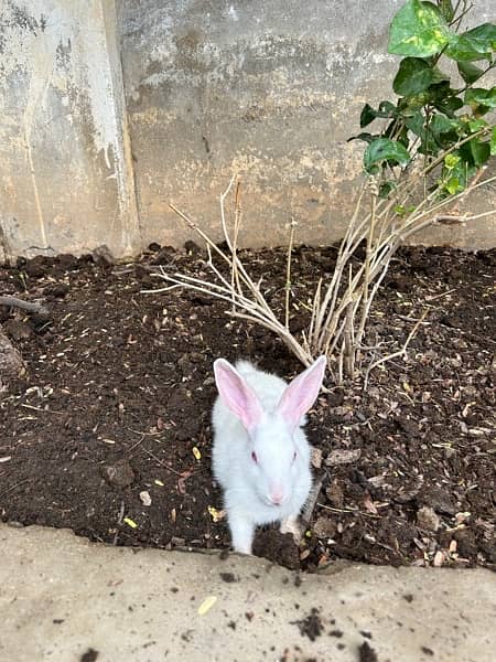 pure white with red eyes trained rabbits available 10