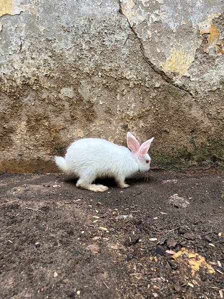 pure white with red eyes trained rabbits available 13