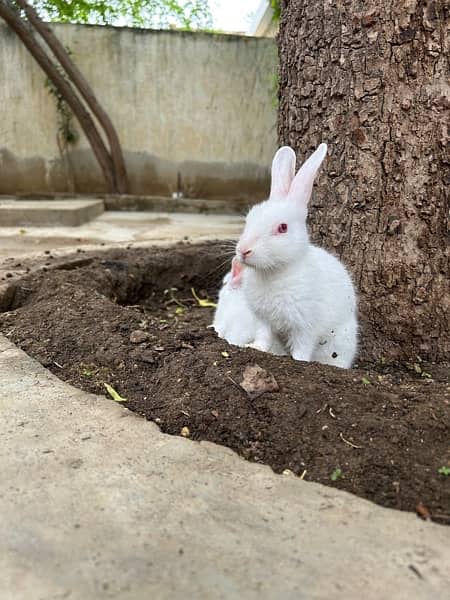 pure white with red eyes trained rabbits available 14