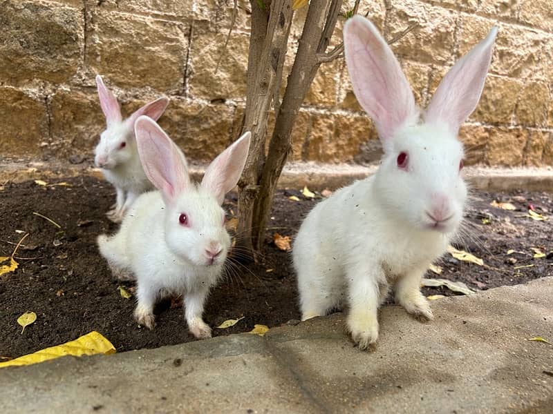 pure white with red eyes trained rabbits available 17