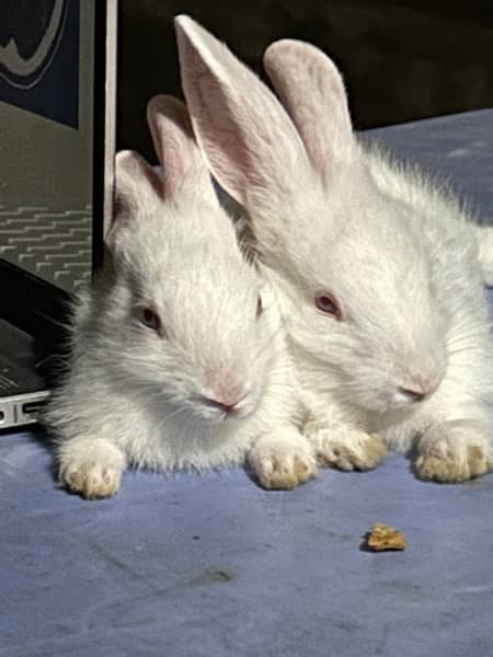 pure white with red eyes trained rabbits available 18