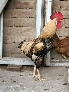 Rooster Golden misri