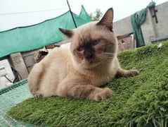 Siamese cat@male @kitten @Saimese male cat@persian kitten@cat@blue eye