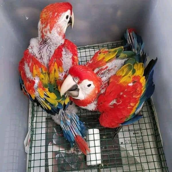 red macaw parrot cheeks for sale 0337=860=31=89 1