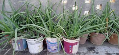 Aloe Vera plant for sale