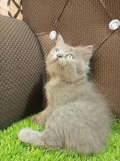 grey female kitten