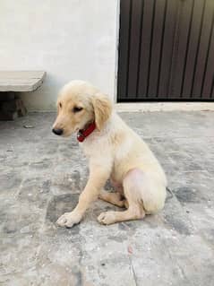 golden retriever female puppy 3 months old.