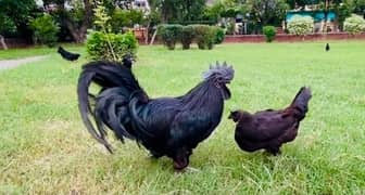 Ayam Cemani chicks