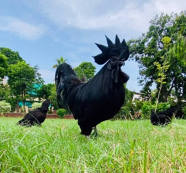 Ayam Cemani chicks 1