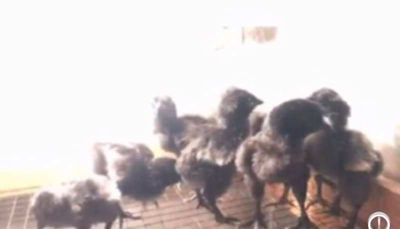 Ayam Cemani chicks 2