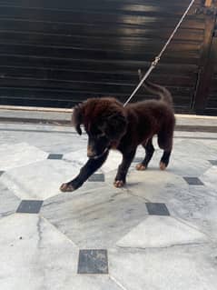 Black german shepherd puppy