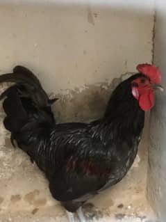 Australorp