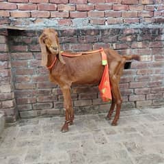 Desi bakri Hor bacha