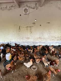 Egg laying desi hens / Golden Misri / Desi chuzy / desi chiks /murgian