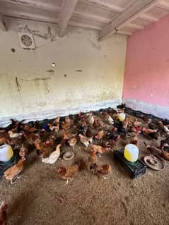 Egg laying desi hens / Golden Misri / Desi chuzy / desi chiks /murgian