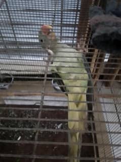 raw parrot