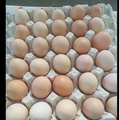 600 per dozen eggs | Hens Eggs | Golden misri | انڈدیسی انڈے | Eggs