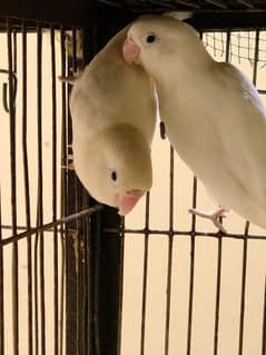 Sale Albino  split red eye breeder pair