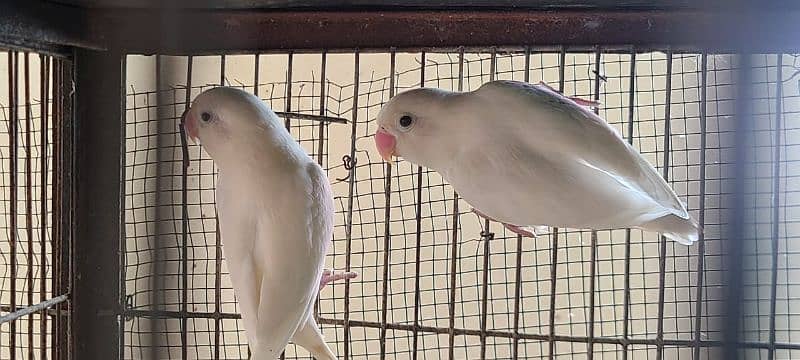 Sale Albino  split red eye breeder pair 1