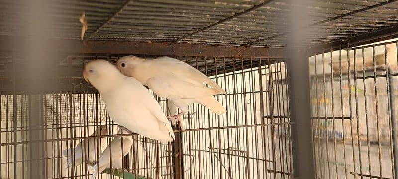 Sale Albino  split red eye breeder pair 2