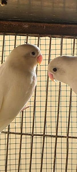 Sale Albino  split red eye breeder pair 3