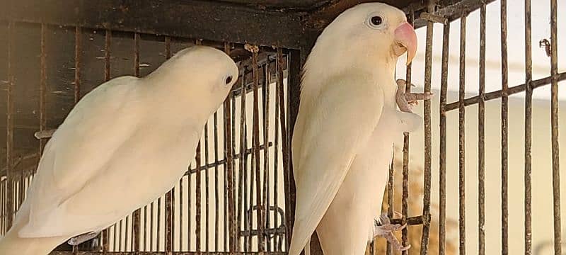 Sale Albino  split red eye breeder pair 4