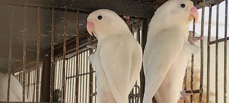 Sale Albino  split red eye breeder pair 5