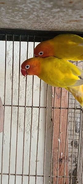 Sale Albino  split red eye breeder pair 7