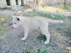 Husky puppies blue eyes