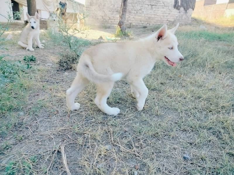 Husky puppies blue eyes 1