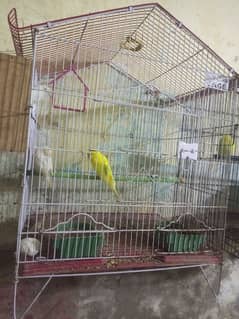 2 cage only 3000