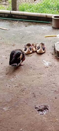 Black  Muscovy Russian duck