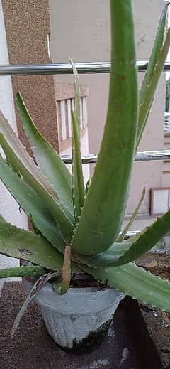 aloe