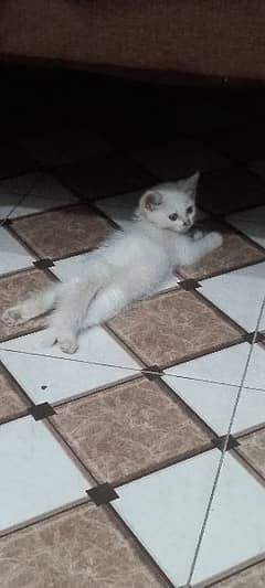 persian cat for sale