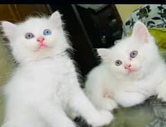 Persian Cat For Sale 2 Manth Age 03264028934