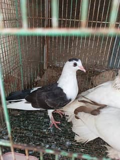 pigeon pathay ( babies)