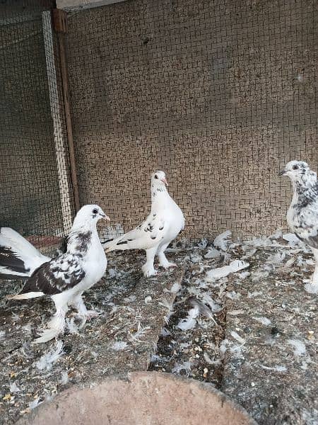 pigeon pathay ( babies) 1