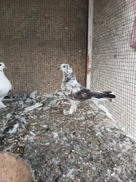 pigeon pathay ( babies) 3